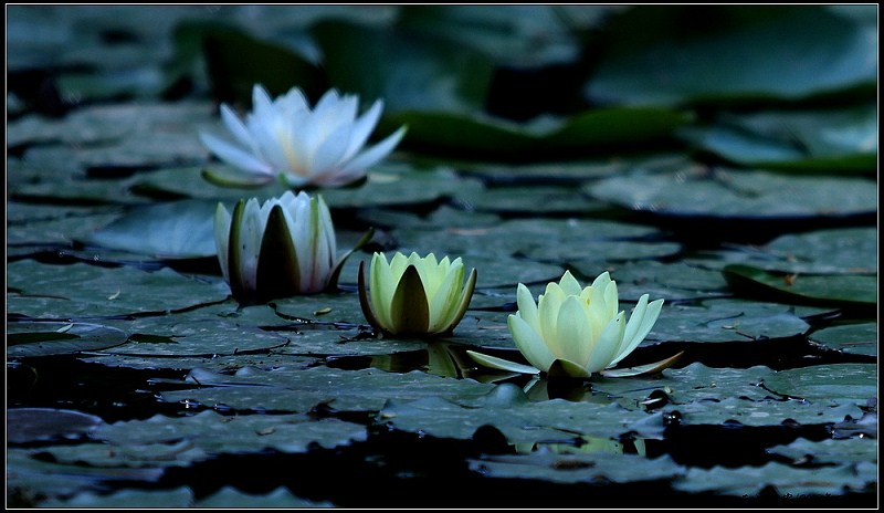 睡莲2.jpeg