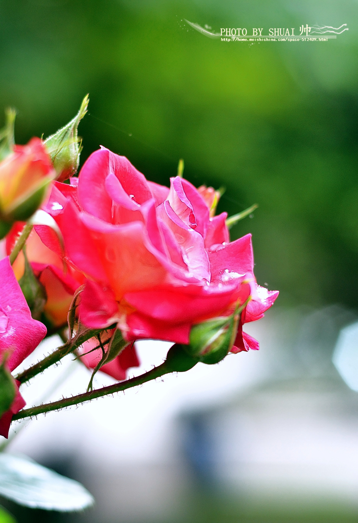 DSC_6349.jpg9 - 副本.jpg