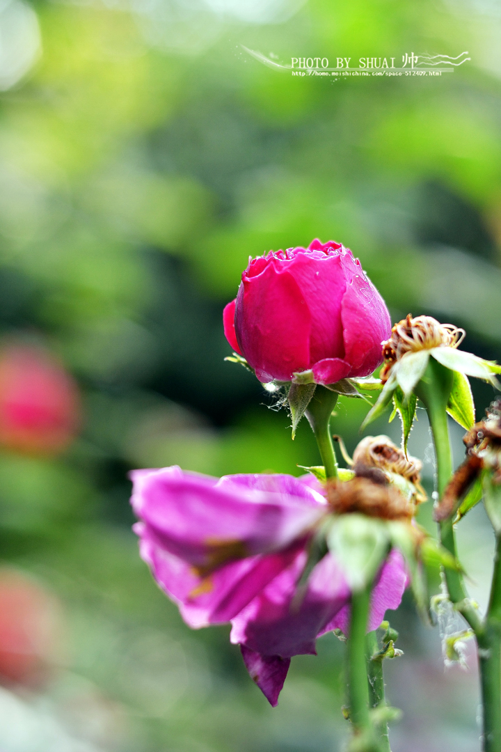 DSC_6342_副本 - 副本.jpg