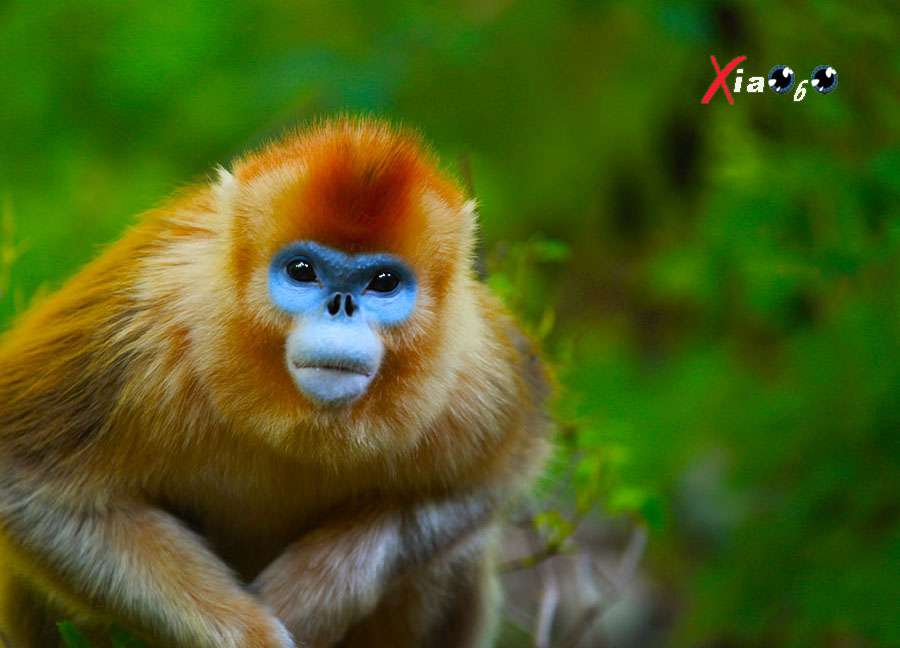 大秦岭金丝猴保护区 139.jpg
