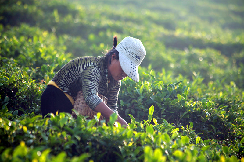 紫阳 208_副本1.jpg