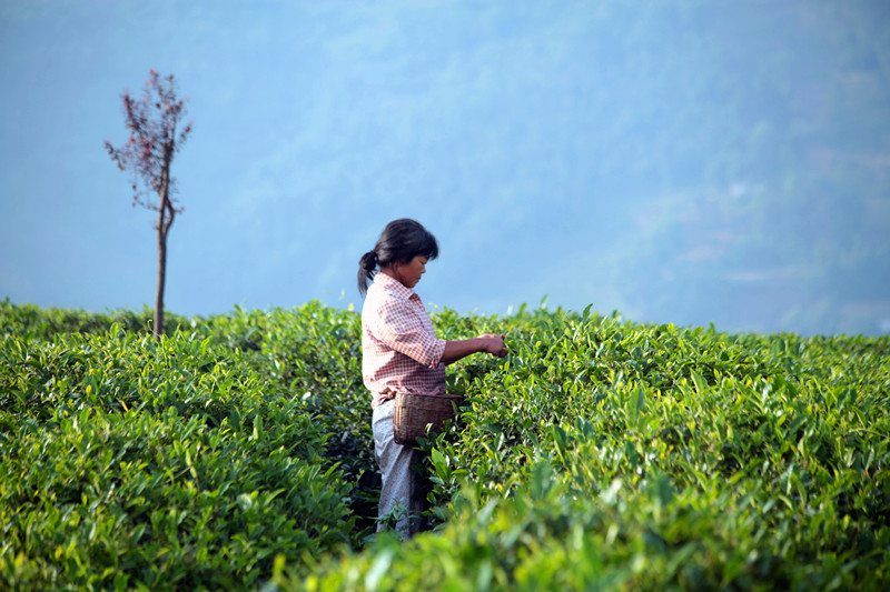 紫阳 218_副本1.jpg