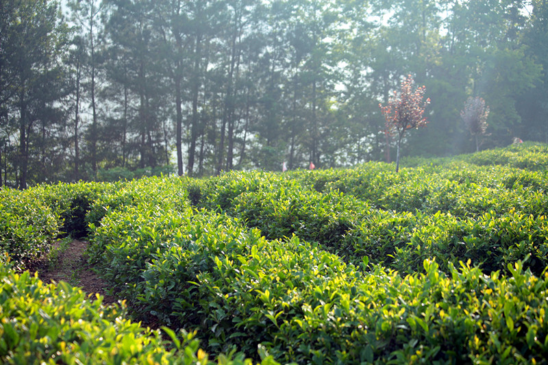 紫阳 220_副本1.jpg