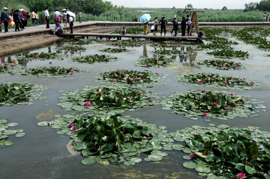 观赏睡莲的人们络绎不绝 (1).jpg