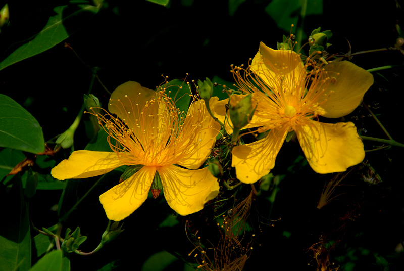 金丝 桃花 (7).jpg