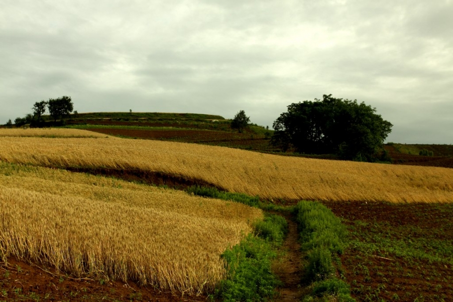 麦田.jpg