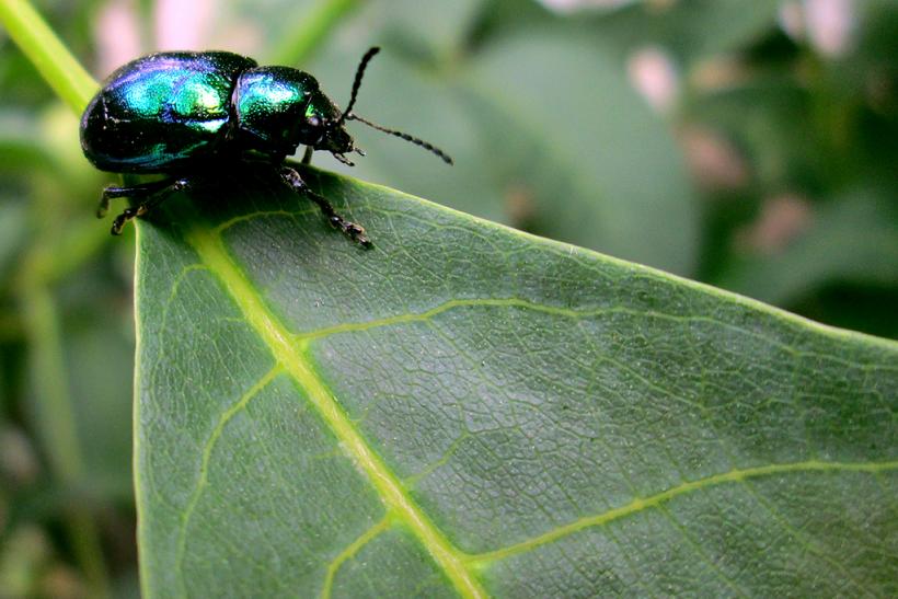 小品--《花叶行舟》 (3).jpg