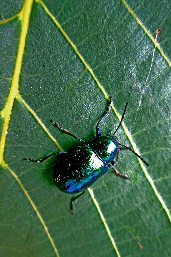 小品--《花叶行舟》 (1).jpg