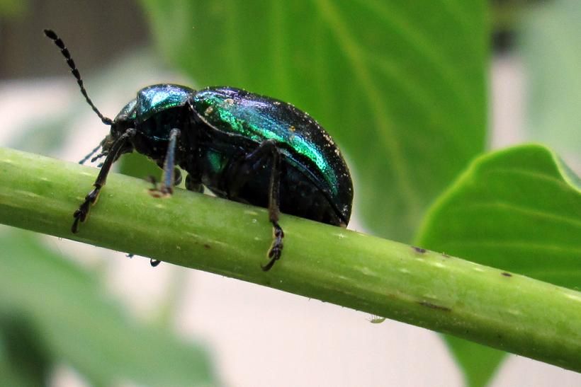 小品--《花叶行舟》 (4).jpg