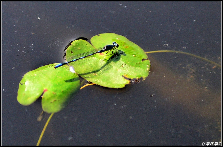 蜻蜓3.jpg