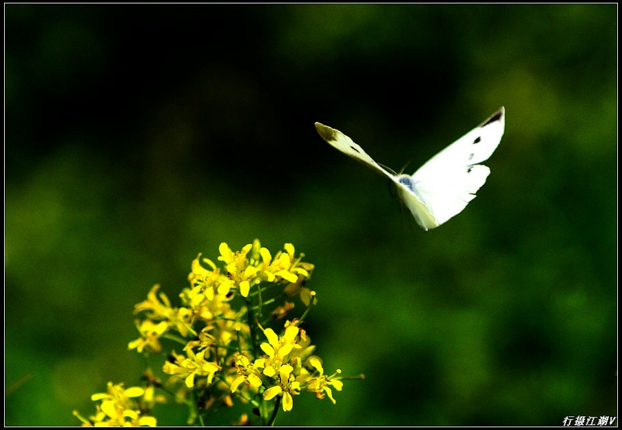 蝴蝶2.jpg