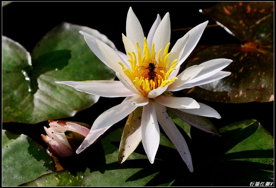 蜜蜂5.jpg