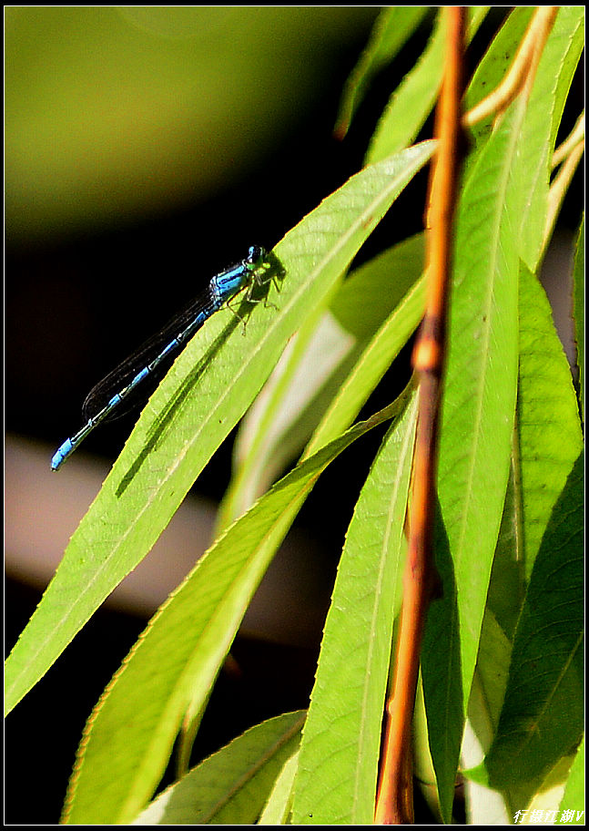 蜻蜓2.jpg