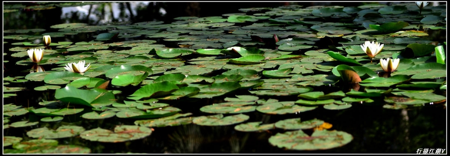 睡莲3.jpg