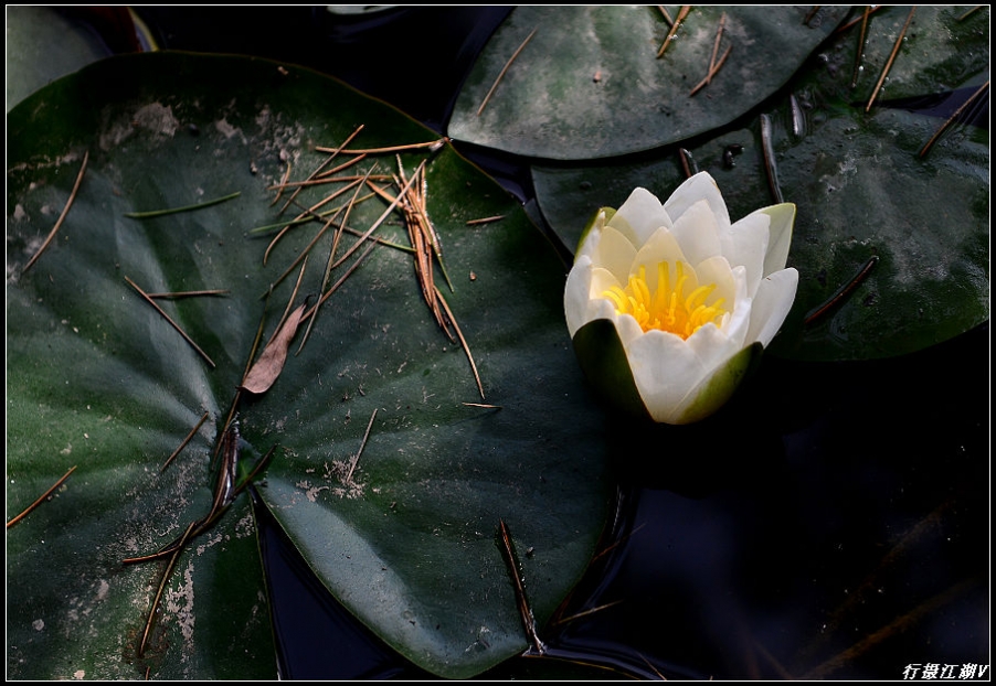 睡莲5.jpg