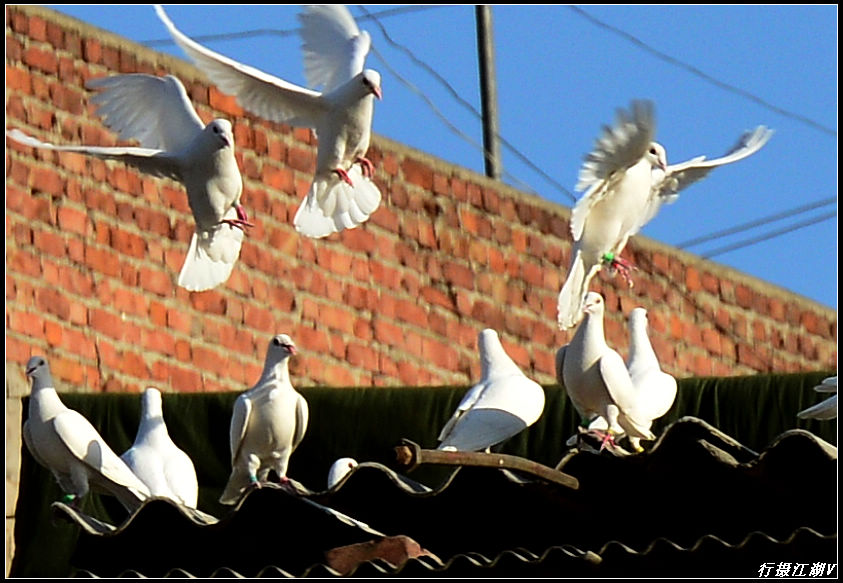 白鸽2.jpg