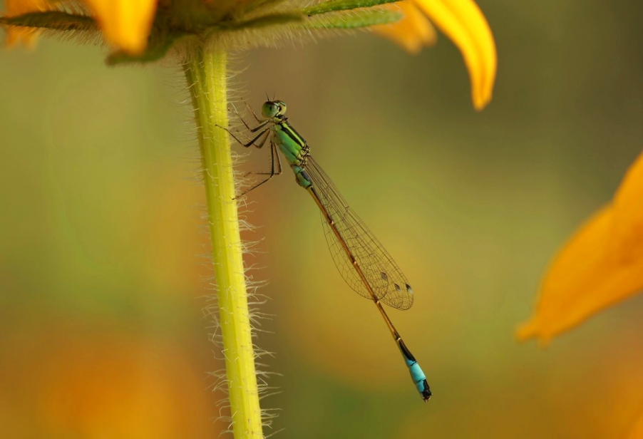 调整大小 IMG_8361f.jpg