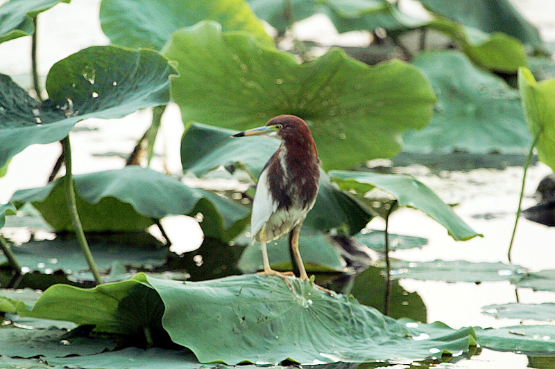 苍鹭 002_副本.jpg