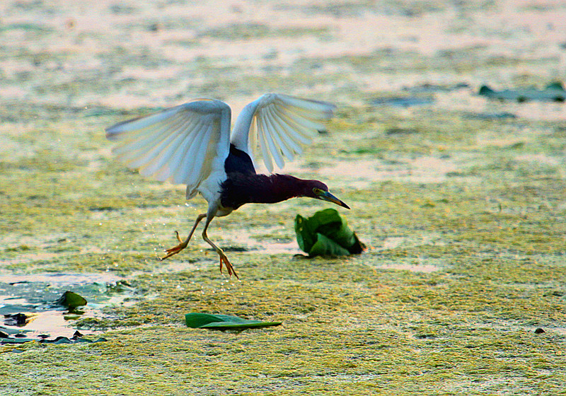 苍鹭 008_副本_副本.jpg