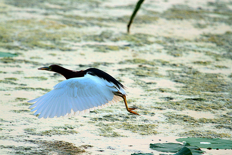 苍鹭 037_副本.jpg