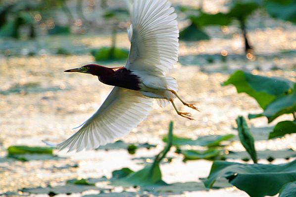 苍鹭 062_副本.jpg