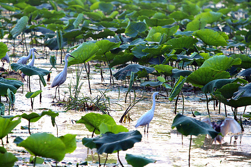 苍鹭 073_副本.jpg