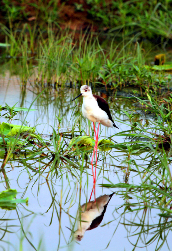 清水园 009_副本_副本.jpg