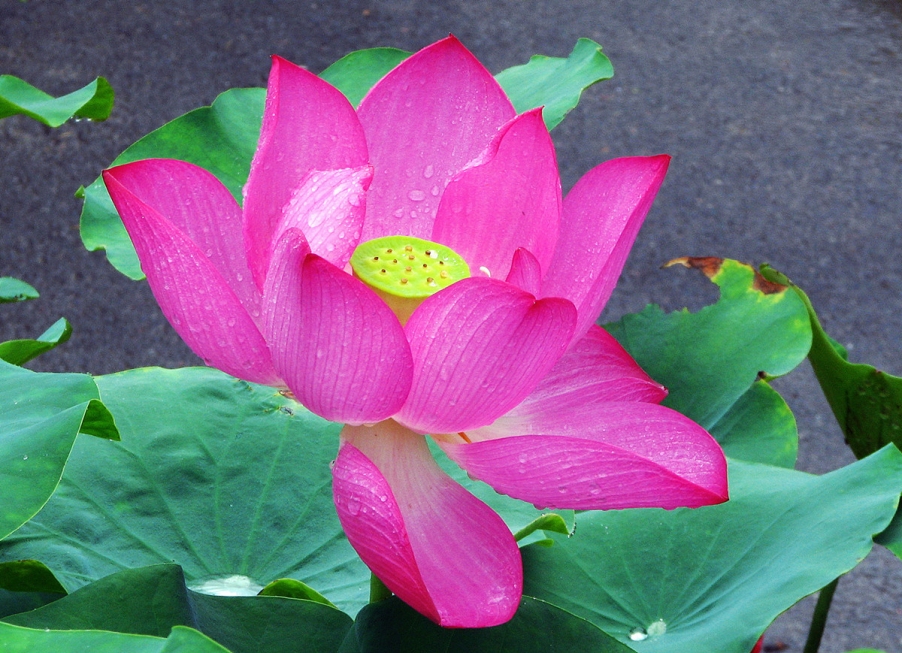 在雨中 (1)_副本.jpg