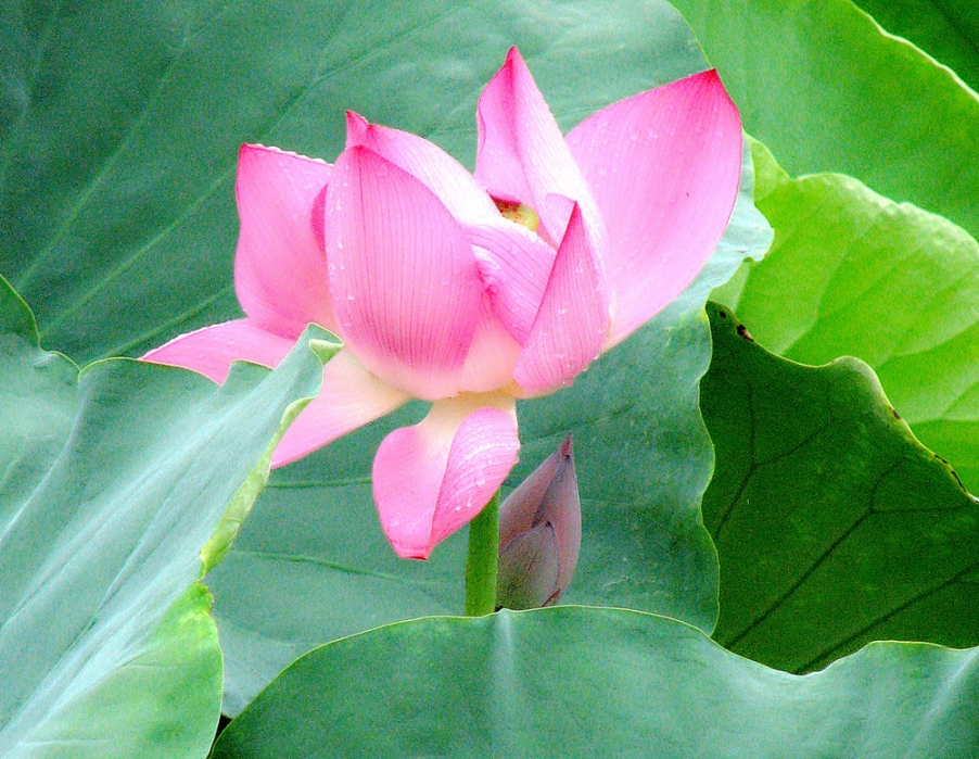 在雨中 (3)_副本.jpg