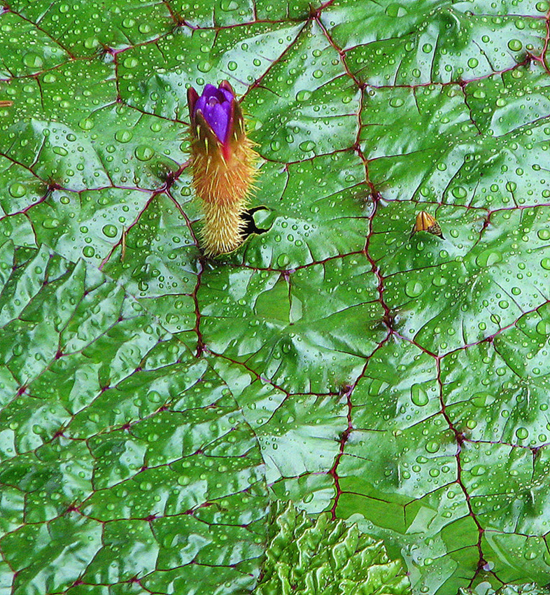 在雨中 (4)_副本.jpg