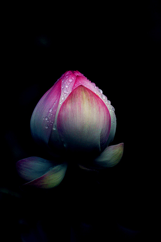 荷花 018_副本.jpg