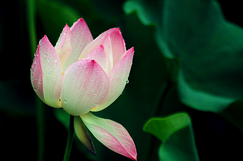 荷花 024_副本.jpg