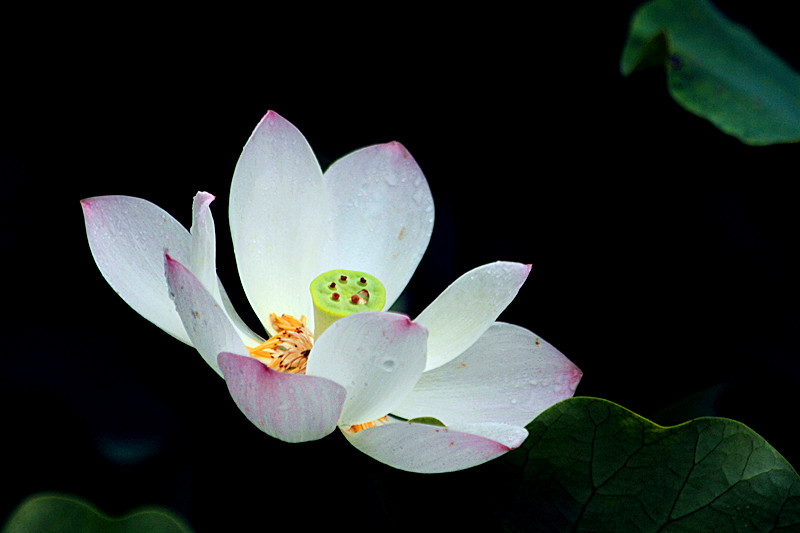 荷花 030_副本.jpg