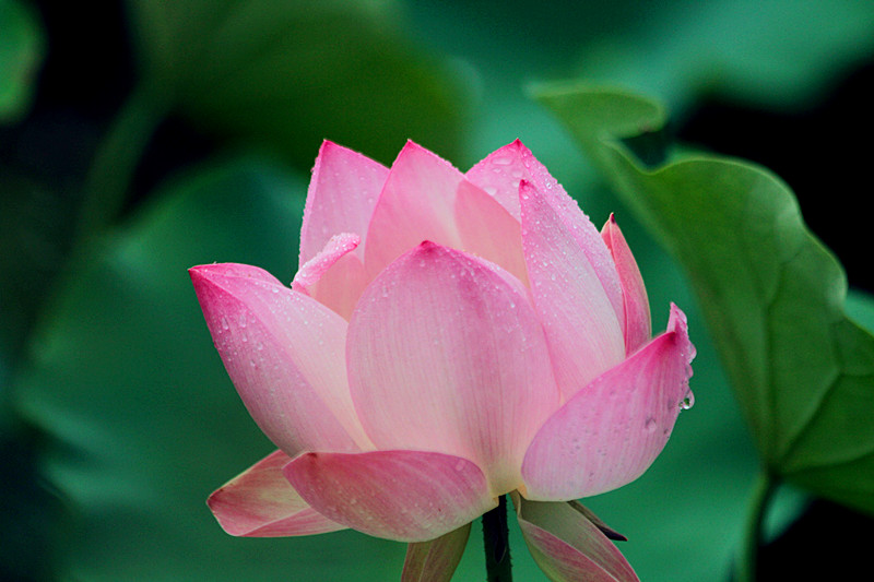 荷花 032_副本.jpg