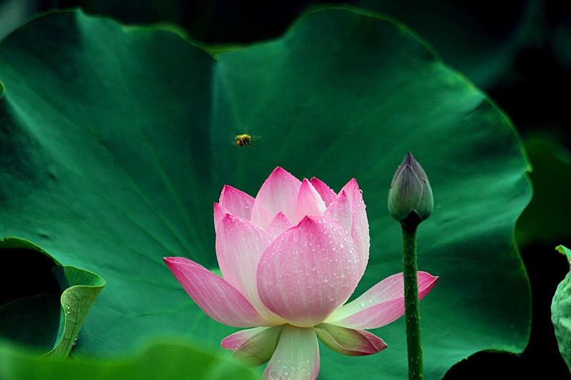 荷花 040_副本.jpg