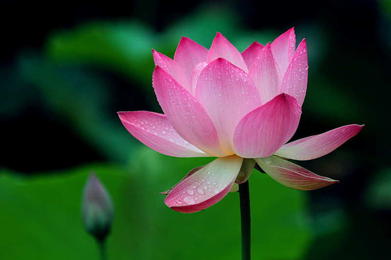 荷花 050_副本.jpg