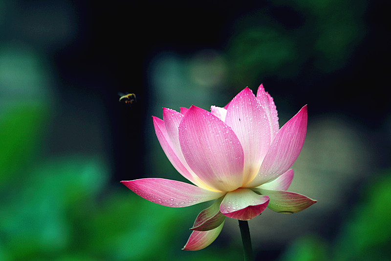 荷花 060_副本.jpg