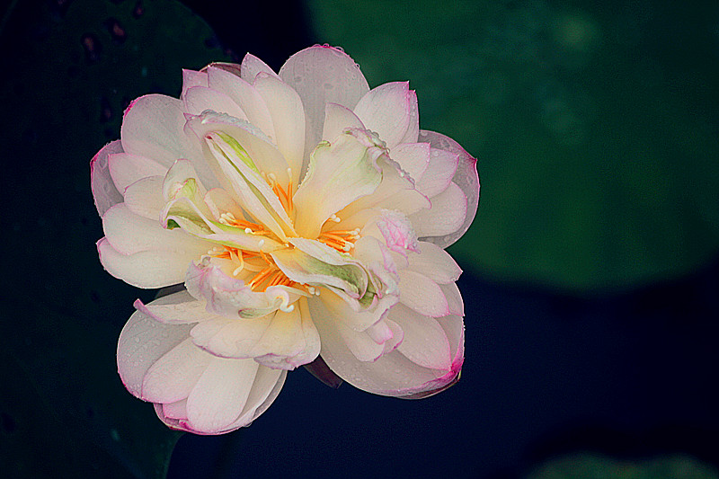 荷花 071_副本.jpg