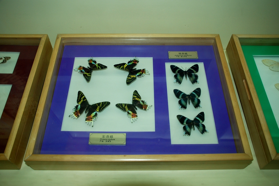 彩蛾标本