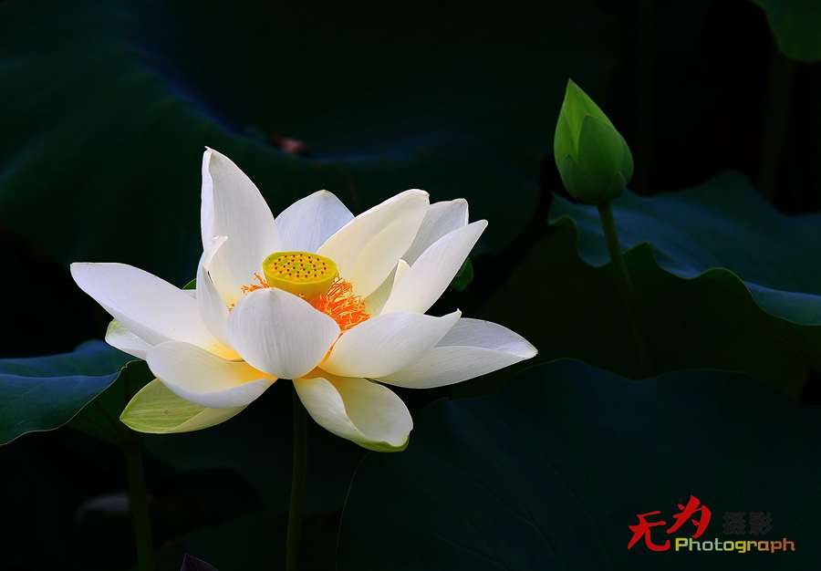 曲江-荷韵 (10).JPG