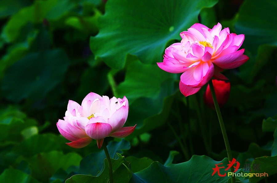 曲江-荷韵 (11).JPG