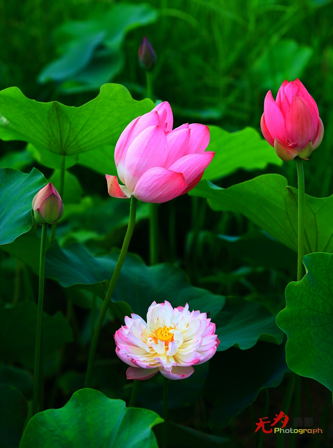 曲江-荷韵 (12).JPG