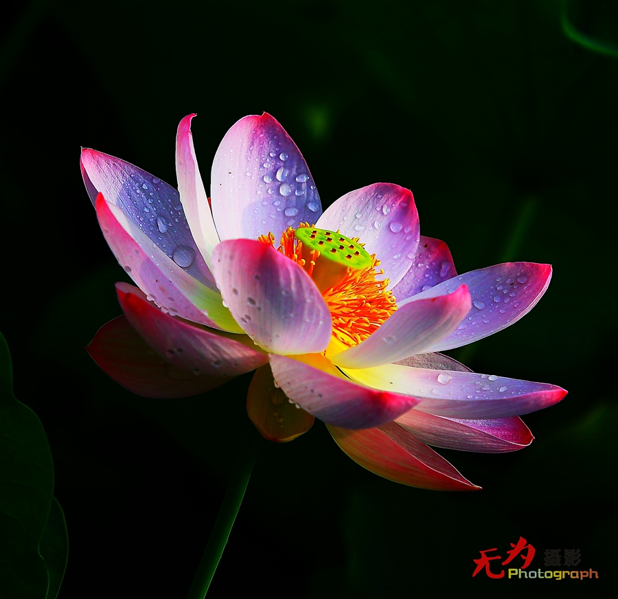 曲江-荷韵 (13).JPG