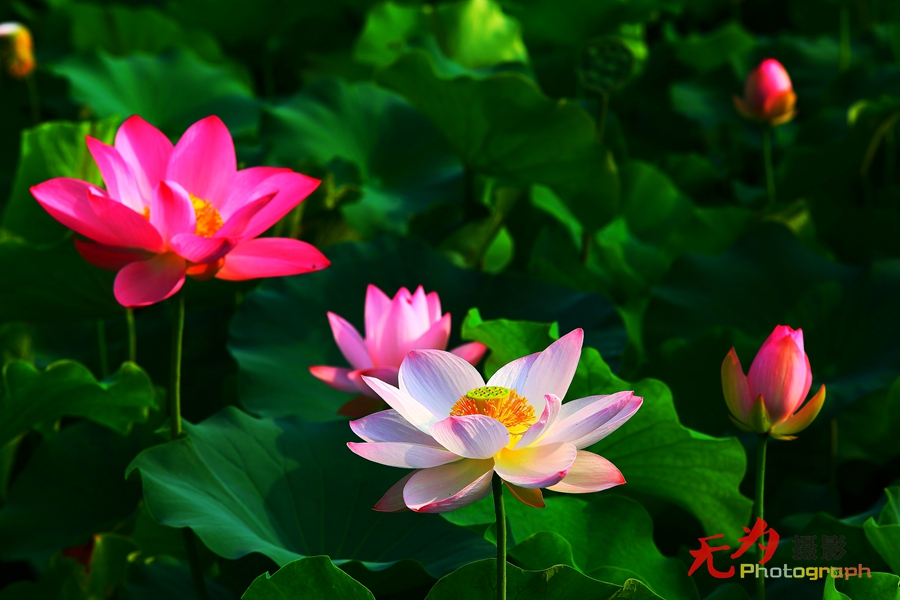 曲江-荷韵 (14).JPG