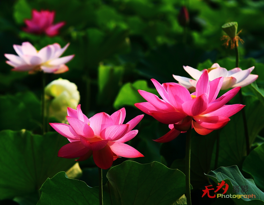 曲江-荷韵 (15).JPG