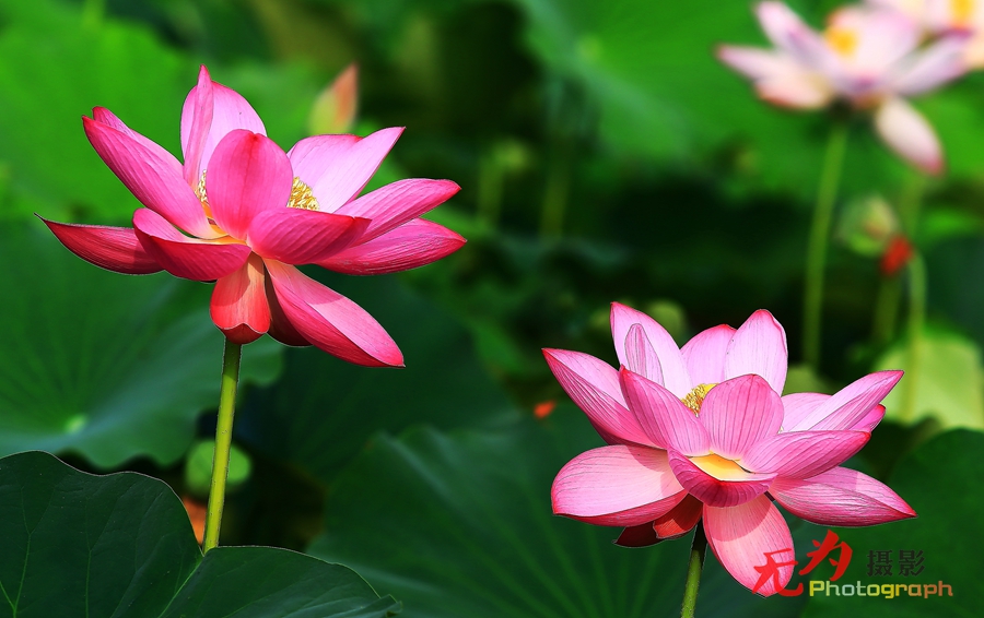 曲江-荷韵 (16).JPG