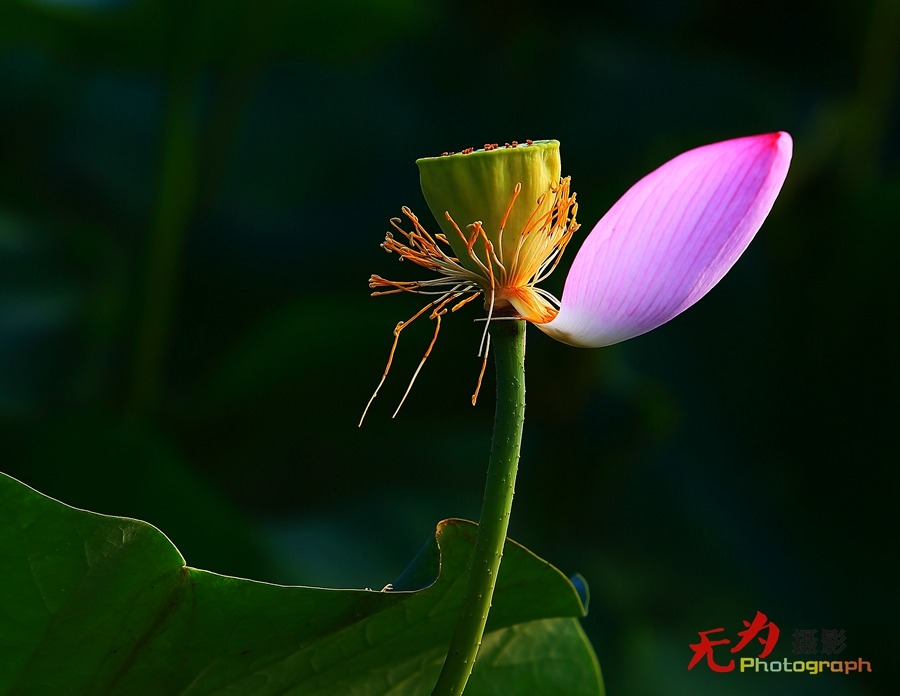 曲江-荷韵 (18).JPG