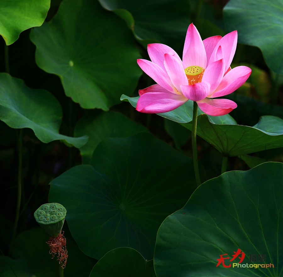 曲江-荷韵 (19).JPG