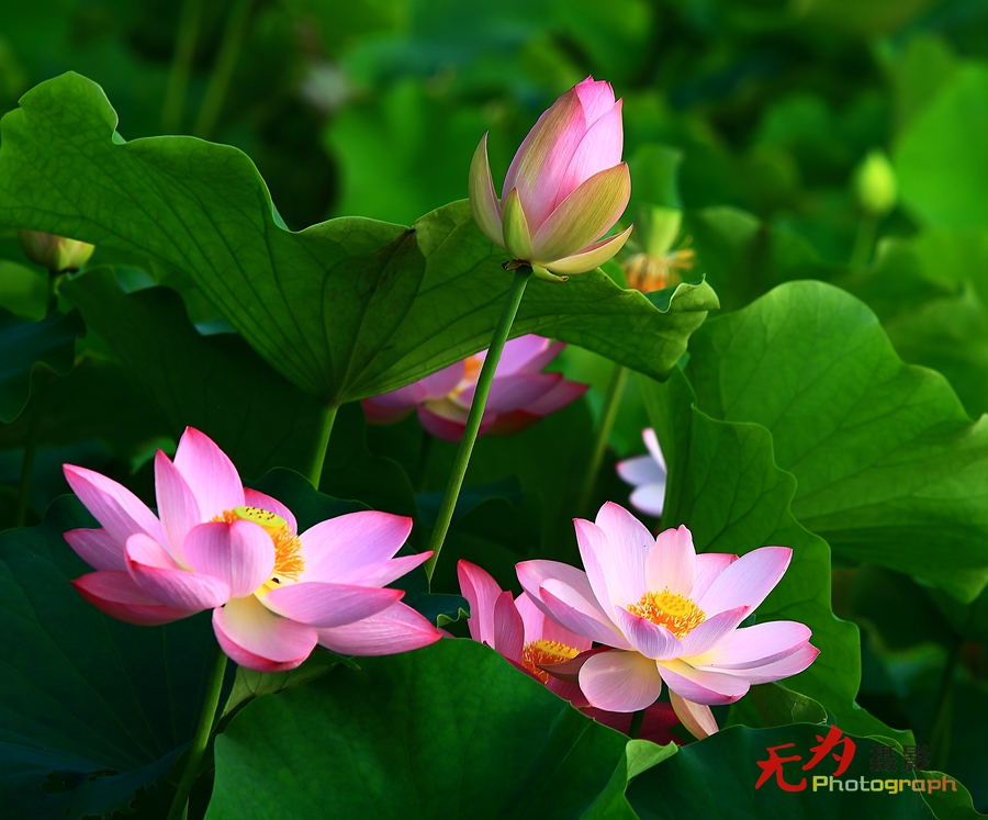 曲江-荷韵 (20).JPG