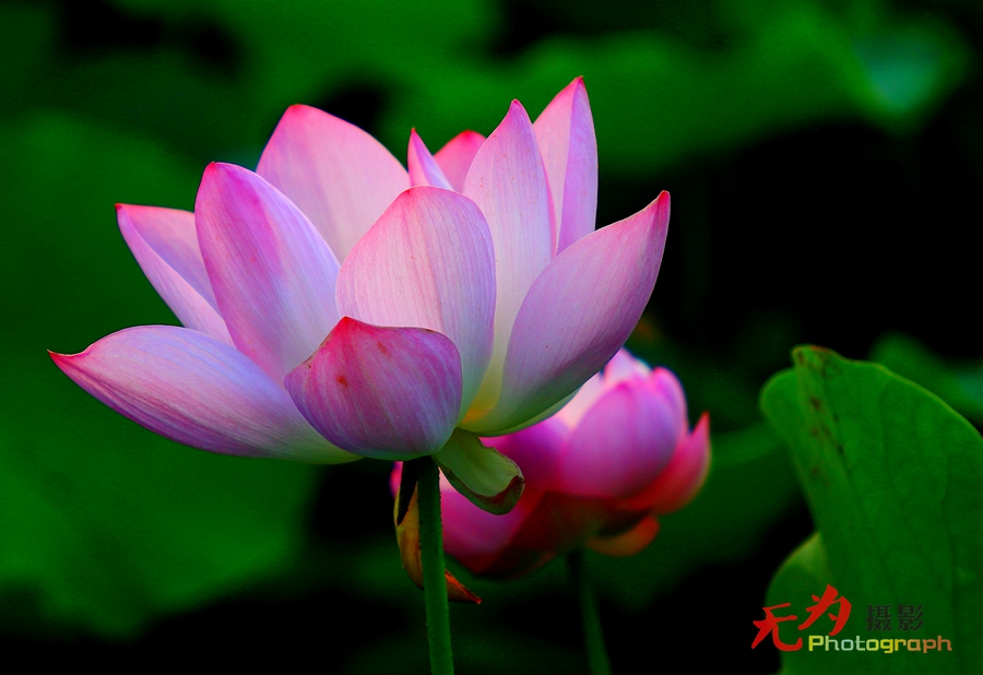 曲江-荷韵 (21).JPG